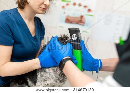A Veterinary Ophthalmologist Makes A Medical Procedure, Examines A Dog's Eyes With The Help Of An Op