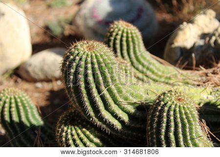Cactus Plants ( Mamillaria Cactaceae) In The Garden Under The Sun