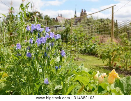 Viper's Bugloss In A Rural Allotment Garden