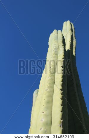 Cactus Plant (echinopsis Pachanoi) In The Garden Under Blue Sky