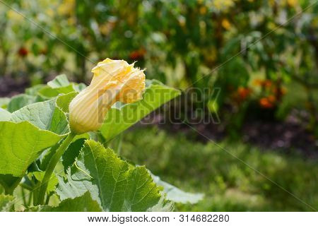 Male Gourd Flower Grows Above The Lush Foliage Of A Cucurbit Plant, In Selective Focus Against A Rur