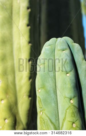Cactus Plant (echinopsis Pachanoi) In The Garden Under Blue Sky