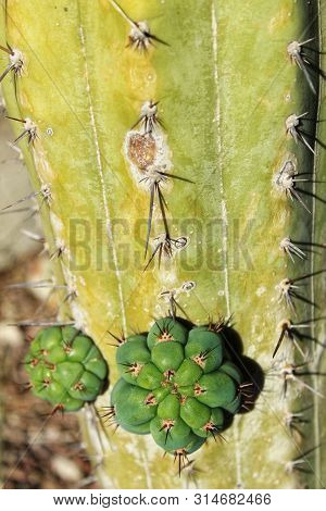 Cactus Plant (echinopsis Pachanoi) In The Garden Under Blue Sky