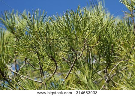 Pinus Halepensis In The Mountain Under The Sun In Alicante