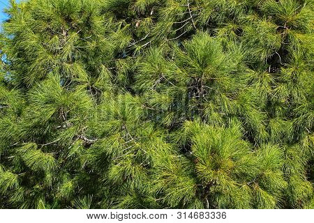 Pinus Halepensis In The Mountain Under The Sun In Alicante
