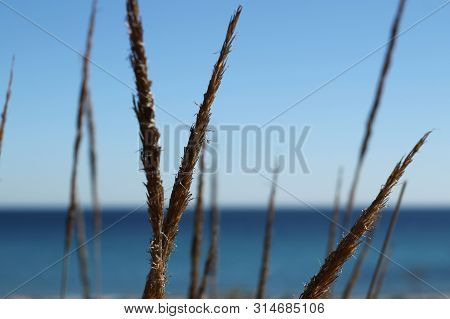 Macrochloa Tenacissima Plant In The Mountain Under The Sun