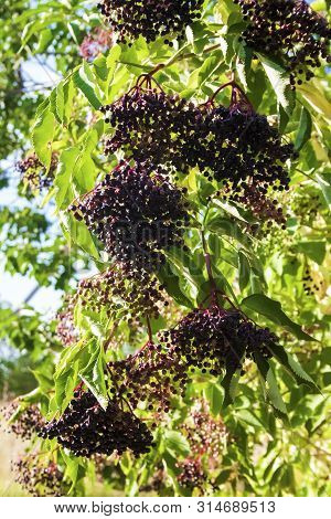 Branch Of Sumbucus (elder) With Ripe Berries