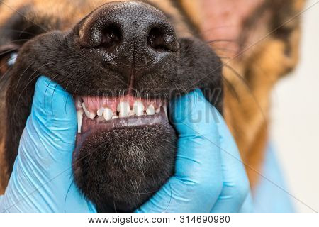 Veterinary Doctor In Gloves Checks In Children's Milk Teeth Of A Young German Shepherd Puppy. Dog At