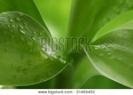 Fond de la nature