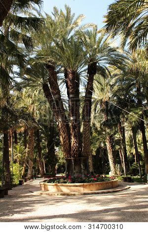 Colossal Eight-arm Palm Tree In Elche, Spain