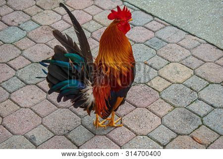 Tampa Bay, Florida. July 12, 2019 Rooster In Centennial Park At Ybor City 4