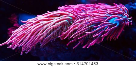 Anemones. Beautiful And Colorful Corals In A Marine Aquarium.