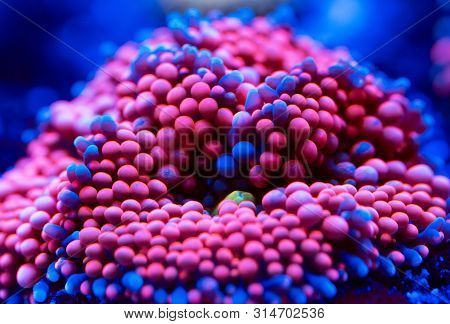 Anemones. Beautiful And Colorful Corals In A Marine Aquarium.