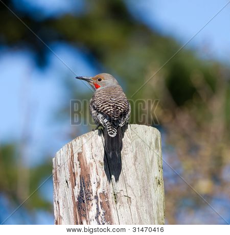 Nördlichen Flicker