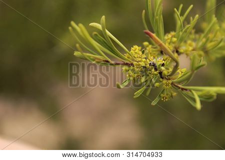 Beautiful Euphorbia Cyparissias Plant With Yellow Flowers