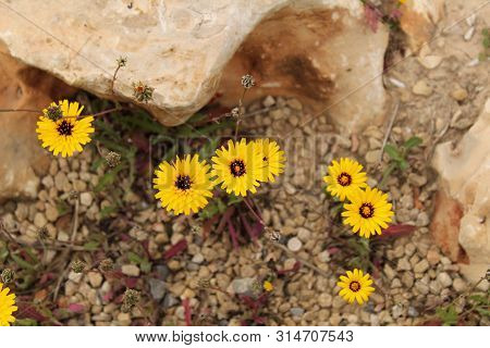 Reichardia Tingitana Yellow Flowers In The Garden In Spring