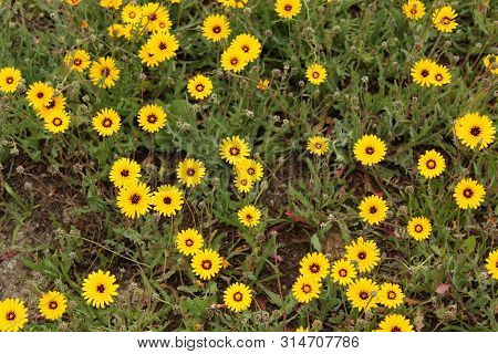 Reichardia Tingitana Yellow Flowers In The Garden In Spring