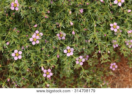 Fagonia Laevis Purple Flowers In The Countryside In Spring