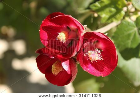 Phymosia Umbellata Plant In The Garden In Spring
