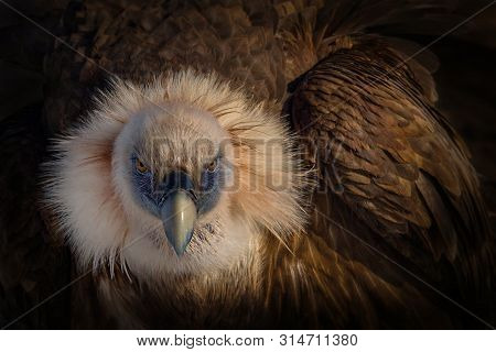 Griffon Vulture (gyps Fulvus)   Portrait In Snow .