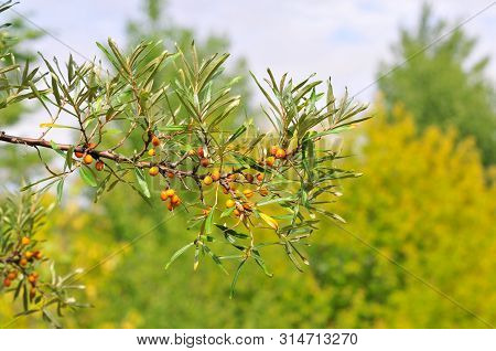 Hippophae Rhamnoides, Also Known As Sea-buckthorn Is A Species Of Flowering Plant In The Family Elae