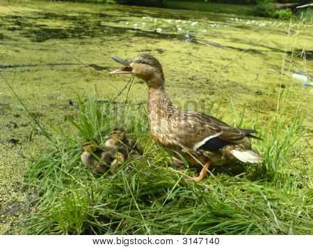 Kachna Quacking