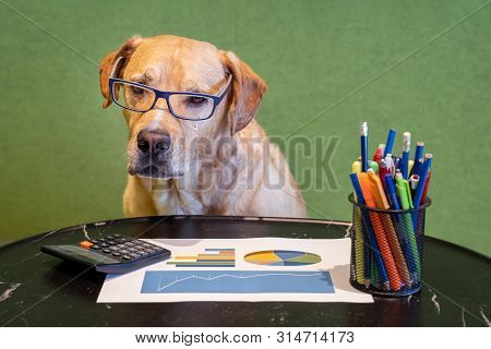 Dog As Financial Work With Report, Pens And Calculater On Table. Dog With Eyeglasses.