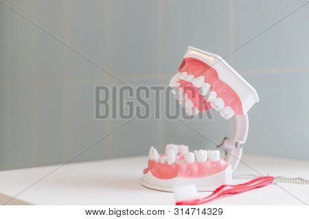 Showing On A Jaw Model How To Clean The Teeth With Tooth Brush Properly And Right.demonstration On S