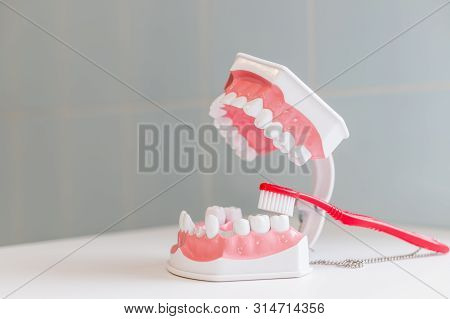 Showing On A Jaw Model How To Clean The Teeth With Tooth Brush Properly And Right.demonstration On S