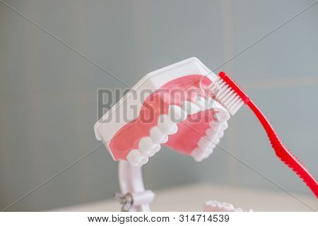 Showing On A Jaw Model How To Clean The Teeth With Tooth Brush Properly And Right.demonstration On S