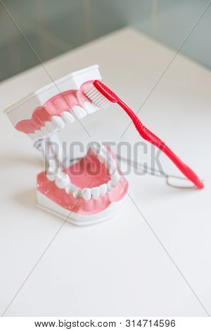 Showing On A Jaw Model How To Clean The Teeth With Tooth Brush Properly And Right.demonstration On S