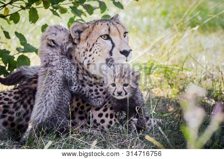 Cheetah Cubs With Mother In The Grass