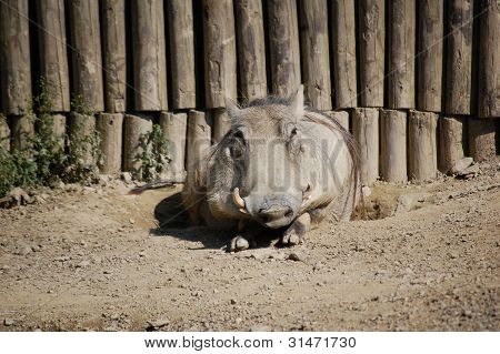 จิ๊กซอว์โลนมองตรงไปข้างหน้า