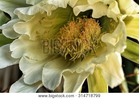 Echinopsis Pachanoi Flowers In Summer Under The Sun