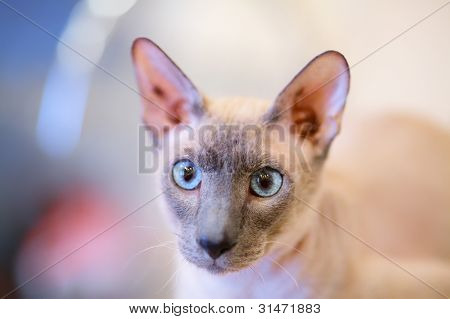 Gato sem pêlos