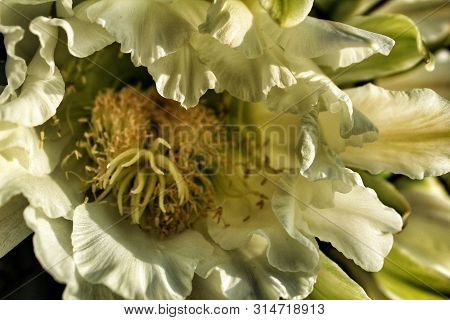 Echinopsis Pachanoi Flowers In Summer Under The Sun