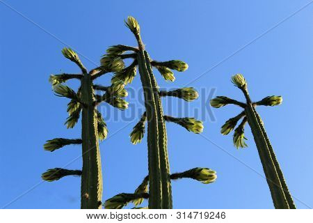 Echinopsis Pachanoi Flowers In Summer Under Blue Sky