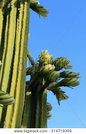 Echinopsis Pachanoi Flowers In Summer Under Blue Sky