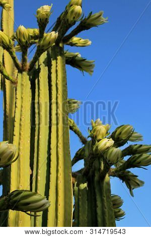 Echinopsis Pachanoi Flowers In Summer Under Blue Sky