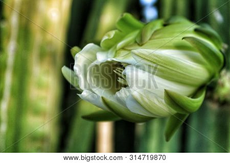 Echinopsis Pachanoi Flowers In Summer In Spring
