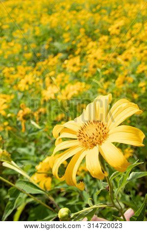 Landscape Of Yellow Flower Field.tree Marigold Or Maxican Sunflower Field (dok Buatong In Thai ) At 