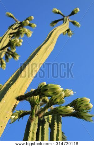 Echinopsis Pachanoi Flowers In Summer Under The Sun