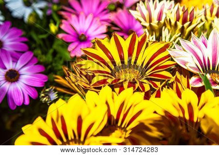 Aster Alpinus Closeup On Green Lawn In Garden