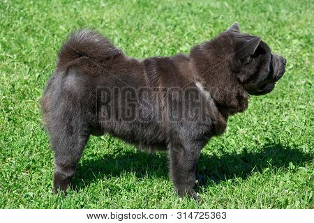 Cute Chow Chow Is Standing On A Green Meadow. Pet Animals.