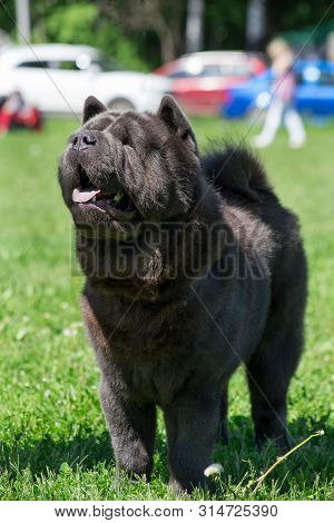 Cute Chow Chow Is Standing On A Green Grass With Lolling Tongue. Pet Animals.