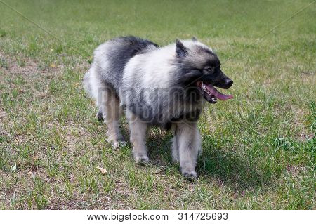 Deutscher Wolfspitz Is Running On A Green Grass. Keeshond Or German Spitz. Pet Animals.