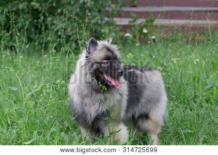 Deutscher Wolfspitz Is Standing On A Green Meadow. Keeshond Or German Spitz. Pet Animals.