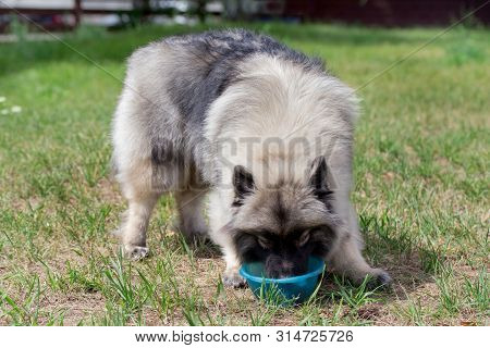 Deutscher Wolfspitz Is Drinking Water From Dog Bowl. Keeshond Or German Spitz.