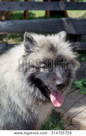 Deutscher Wolfspitz Is Standing On A Green Grass Close Up. Keeshond Or German Spitz. Rustic Scene.