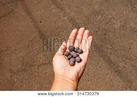 Iron Ore Taconite Pellets In Human Hand